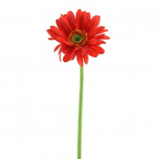 25.5"GIANT GERBERA A4