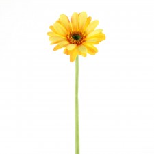 25.5"GIANT GERBERA A4