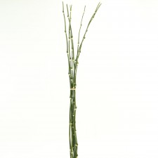 38" BAMBOO BUNDLE X7 GREEN