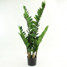 43" ZAMIFOLIA PLANT POTTED