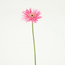 22" GERBERA DAISY PINK