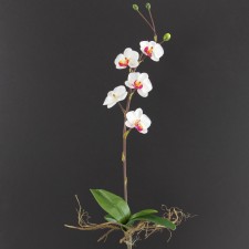 26"PHALAENOPSIS ORCHID A25