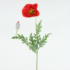 28" GARDEN POPPY RED
