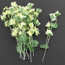BUPLEURUM PLANT 12PC/BG A4