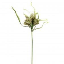 TUSCAN DRY CYPERUS A4 B12