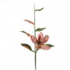 MAGNOLIA SPRAY DUST. A5 B12