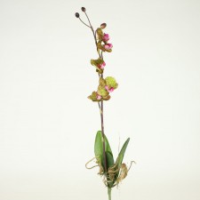 PHALAENOPSIS ORCHID GRNRED