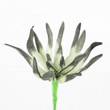 10"ASTER SUCCULENT FOAM A4 B9