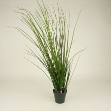 42"RIVER GRASS BUSH POTTED