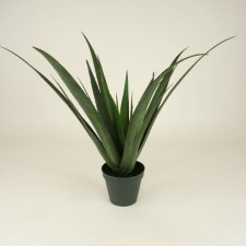 30" ALOE FERO BUSH POTTED