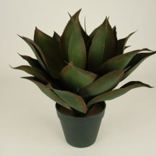 20" AGAVE PLANT POTTED