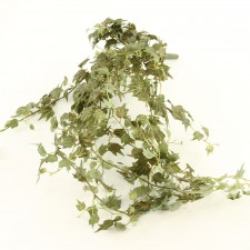 29"FRENCH IVY HANGING BSH A4