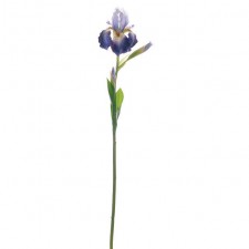 32" BEARDED IRIS STEM BLUE