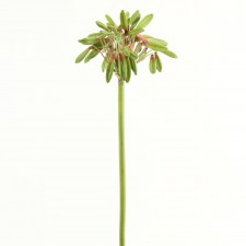 27" AGAPANTHUS FRUIT GREEN