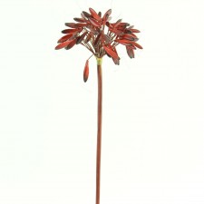 27"AGAPANTHUS FRUIT A4