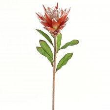 31" PROTEA SPRAY RED
