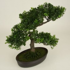 16"BUTTON FERN BONSAI POTTED