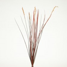 31" RIVER GRASS BUSH