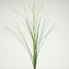 31" RIVER GRASS BUSH X24