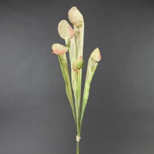 26"SARRACENIA X5 A75