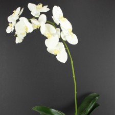 40" PHALAENOPSIS PLANT