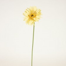 25"SPIDER MUM SPRAY CREAM/YELL
