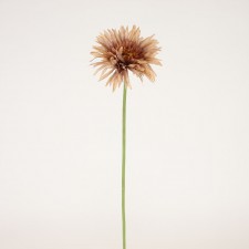 25" SPIDER MUM SPRAY