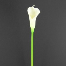 24" CALLA LILY SPRAY CREAM