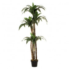 6' DRACAENA JANET CRAIG POTTED