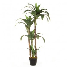 4.5' DRACAENA JANET CRAIG POTT