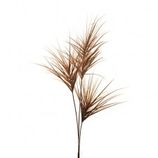 60" AUT. ONION GRASS TT.BROWN