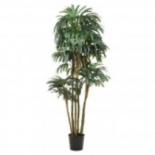 72" RAPHIS PALM POTTED