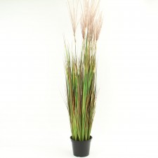 4' REED GRASS POTTED