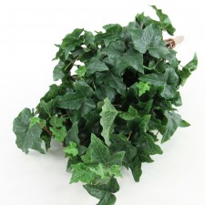 ENGLISH IVY BUSH VINE A25