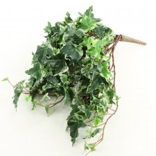 HOLLAND IVY BUSH VINE A25