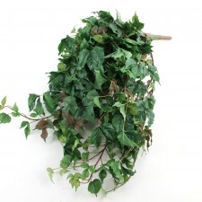 MAPLE IVY BUSH VINE A25