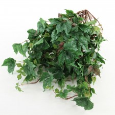 MAPLE IVY BUSH VINE A25