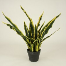 2.5' SANSEVIERA