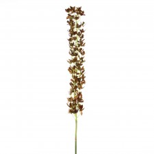 38"MINI DENDROBIUM STEM A5