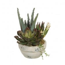 9" ALOE ECHVRIA ARRG.POTTED