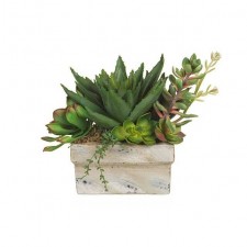 9.5"ALOE ECHVRIA ARRG.POTTED