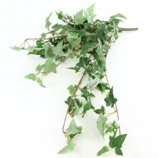 8"BOSTON IVY HANGING BUSH A25