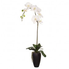 62" PHALAENOPSIS POTTED