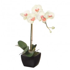 28" PHALAENOPSIS X1 POTTED