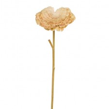 17"DRY WILD MUSHROOM SPRY BEIG