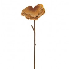 17" DRY WILD MUSHROOM SPRAY