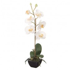 20" PHALAENOPSIS X1 POTTED WHT