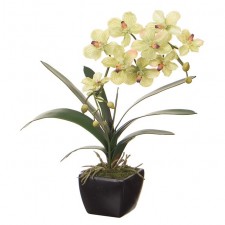 24" VANDA ORCHID POTTED GREEN