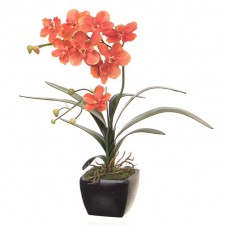 24" VANDA ORCHID POTTED ORANGE