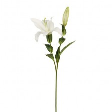 31" CASA BLANCA SPRAY